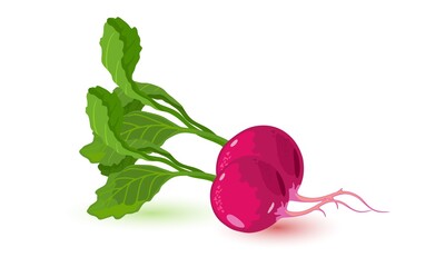 Cartoon of healthy vegetable product, mellow bulb with green leaf. Vector light snack, ingredient for cooking food, spring salad, dietary. Idea of vegetarian eating, eco vegetable isolated on white