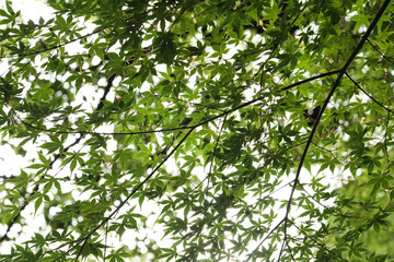 Green leaves shining in the sunshine.
