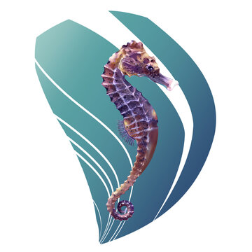 Seahorse drawing realistic. Illustration of marine life.