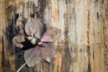 Hellebore flower on an abstract background.