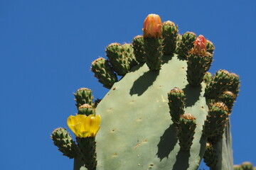 Kwitnące kwiaty kaktusa na tle czystego nieba - obrazy, fototapety, plakaty