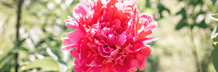 pink peony flower head in full bloom on a background of blurred green leaves and grass in the floral garden on a sunny summer day. banner