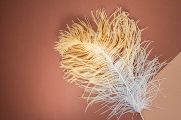 Luxurious ostrich feather on a beige background, top view.
