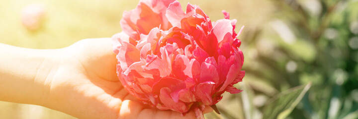 pink peony flower head in full bloom in a children hand on a background of blurred green leaves and grass in the floral garden on a sunny summer day. banner. flare