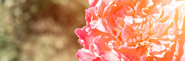pink peony flower head in full bloom on a background of blurred green leaves and grass in the...