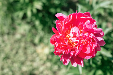 pink peony flower head in full bloom on a background of blurred green leaves and grass in the floral garden on a sunny summer day