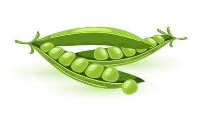 Fresh podded green peas. Legume plant. Vegetable for vegetarian, vegan kitchen, alcaline diet. Cartoon vector illustration isolated on white background for menu, recipes, packing.
