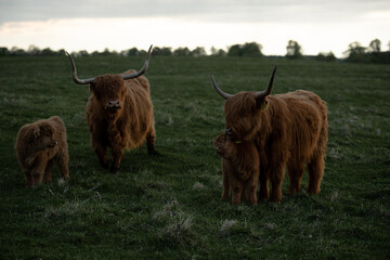 Szkocka krowa typu Highland na pastwisku