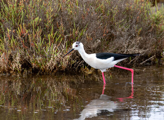 Echasse blanche - Himantopus himantopus à La Conque au bord de l'étang de Thau à Mèze en Occitanie - Hérault 