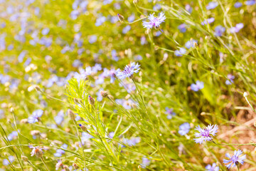 Blue cornflowers on a summer meadow