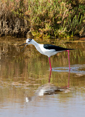 Echasse blanche - Himantopus himantopus à La Conque au bord de l'étang de Thau à Mèze en Occitanie - Hérault 