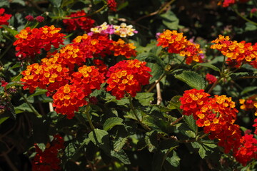 Drobne małe czerwone kwiaty na Krecie, Grecja