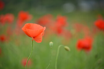 オレンジ色のポピー