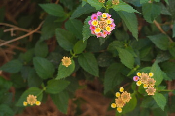 Małe drobne kwiaty w makro zbliżeniu