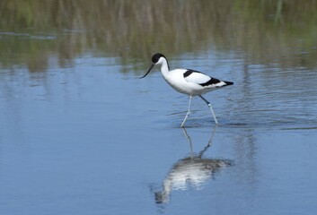 Elegant avocet, Avocette élégante (recurvirostra avosetta)