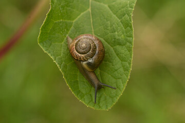 Snail on a green leaf. Crawls down the milk thistle leaf.