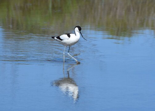 Elegant avocet, Avocette &eacute;l&eacute;gante (recurvirostra avosetta)