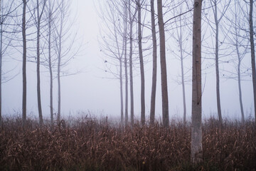 morning in the forest