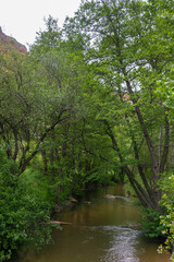 Río cruzando un bosque