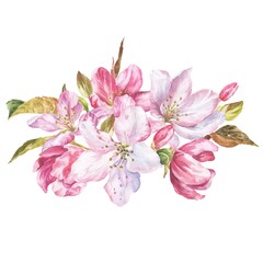 Watercolor pink cherry blossom bouquet on white background. Watercolor botanical illustration.