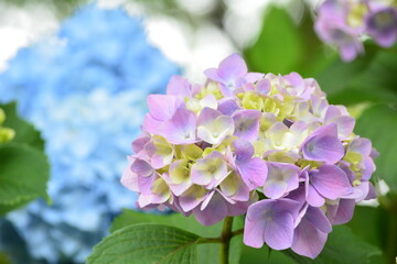 紫陽花