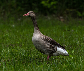 a wild goose walking on the grass