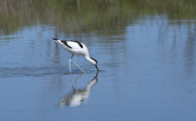 Elegant avocet, Avocette élégante (recurvirostra avosetta)
