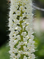 Quenouille de Cléopâtre de l'Himalaya ou lis des steppes de l'Himalaya à tépales blanches sur de hauts épis (Eremurus himalaicus) © Marc