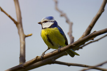 Blue Tit on Twig