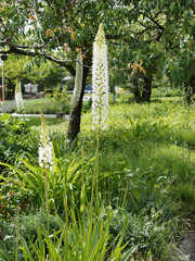 Eremurus himalaicus | Lis des steppes de l'Himalaya à fleurs blanches étoilées sur de hautes...