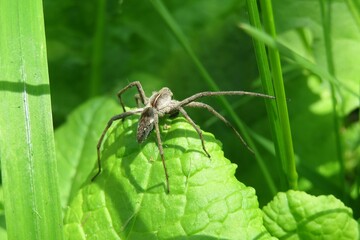 Nursery spider on green leaves background, closeup