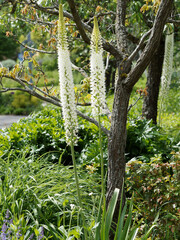 (Eremurus himalaicus) Lis des steppes de l'Himalaya à fleurs blanches au sommet de haut épis, plantes décoratives dans un jardin botanique
