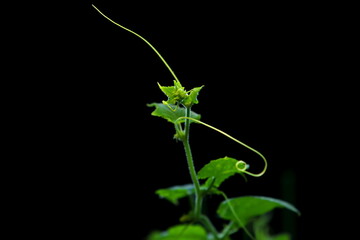 Young shoots of the Cucumber tree with a dark background