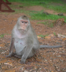 Fototapeta premium Monkey at Angkor Wat Temple (Cambodia) on a rainy day