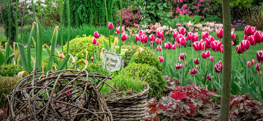 Wiosenny ogród pełen czerwonych tulipanów - obrazy, fototapety, plakaty
