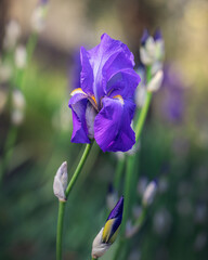 Beautiful blossoming bud of purple iris flower (focus on flower, bokeh background) Vertical photo