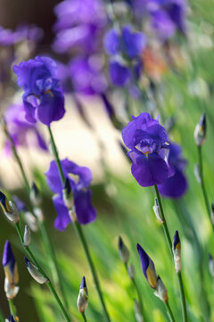 Blue iris flowers in spring garden (focus on a blossoming bud) Vertical photo