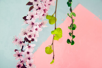 A tender light pink spray of bloom  and two green twigs on pastel blue and pink background with strains and water drops. Beautiful flowers card.