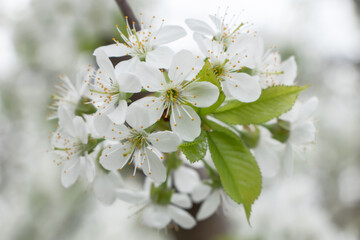 Blooming white cherry close up flower in the spring garden