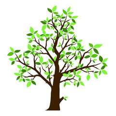 Single isolated tree vector with green leaves