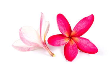 Naklejka na ściany i meble fresh red frangipani flowers isolated on white