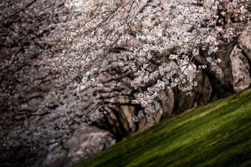 Cherry Blossom