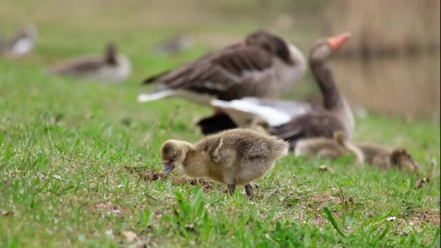 Cute little Greylag goose (Anser anser) chick searching for food in a fresh green grass. Fluffy baby goose walking and eating on a meadow. There are many other geese in the background. Panning 4k shot