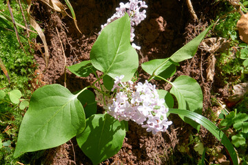 close up of white pink flowers