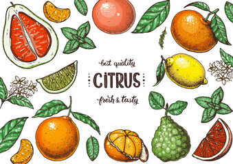 Fresh citrus frame. Hand drawn vector illustration. Organic food, citrus design template. Colored illustration. Citrus collection.