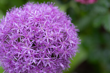 丸い花　アリウム・ギガンチウム