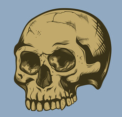 Human stylized skull without jaw