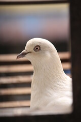 close up of a pigeon