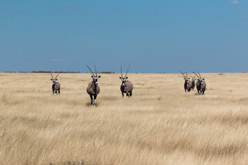 oryx herd standing and looking at camera showing off horns in Ethosa National Park savannah...