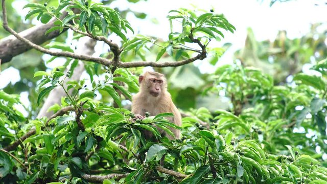 Beautiful footage of monkeys sitting on a tree in rainforest
